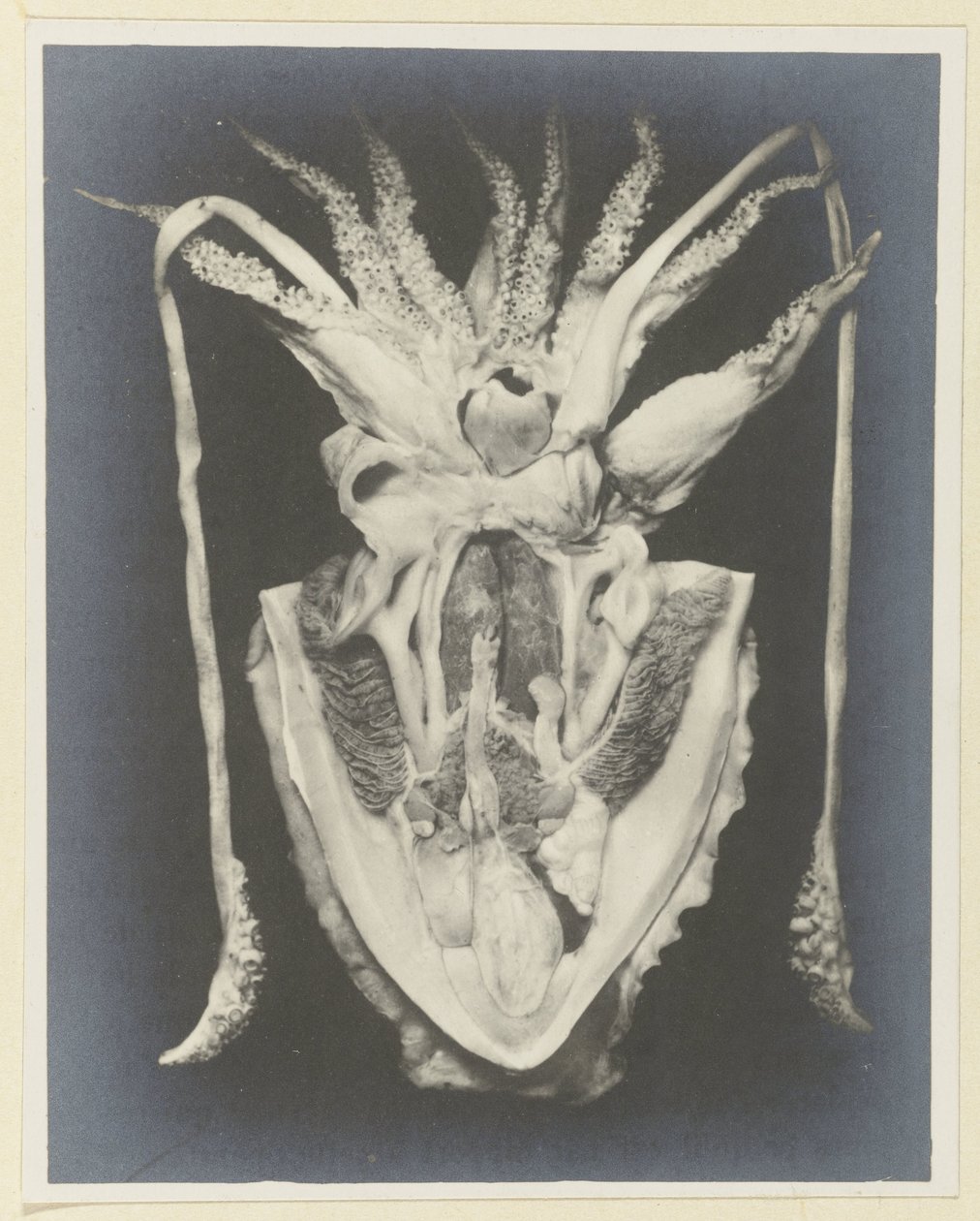 Anatomi til en blekksprut Anatomie de la Seiche (tittel på objekt) av Adolphe Louis Donnadieu
