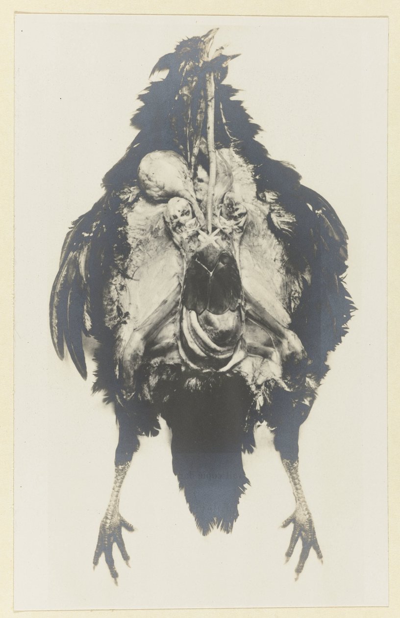 Anatomi til en kylling Anatomi av poule av Adolphe Louis Donnadieu