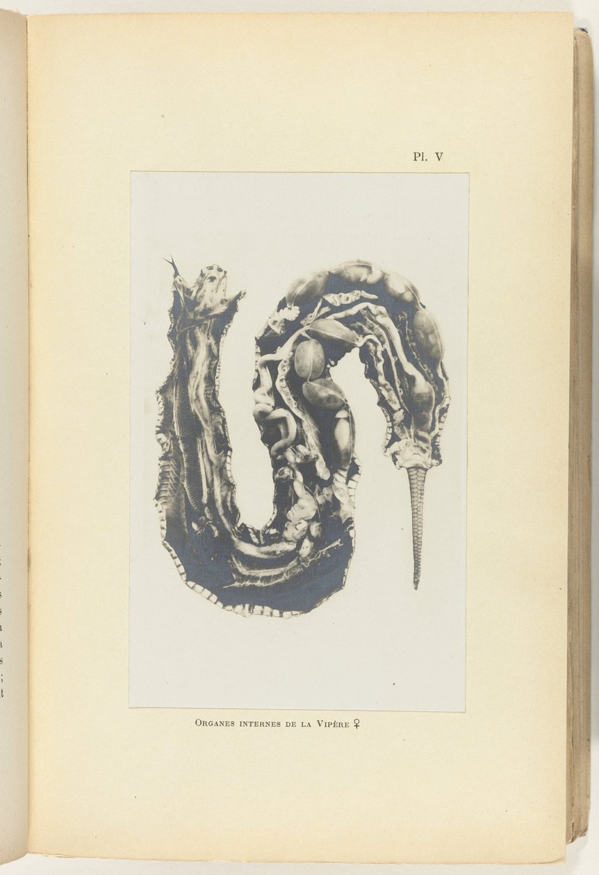 Kutt opp huggorm med organene synlige Organes internes de la Vipere (tittel på objekt) av Adolphe Louis Donnadieu