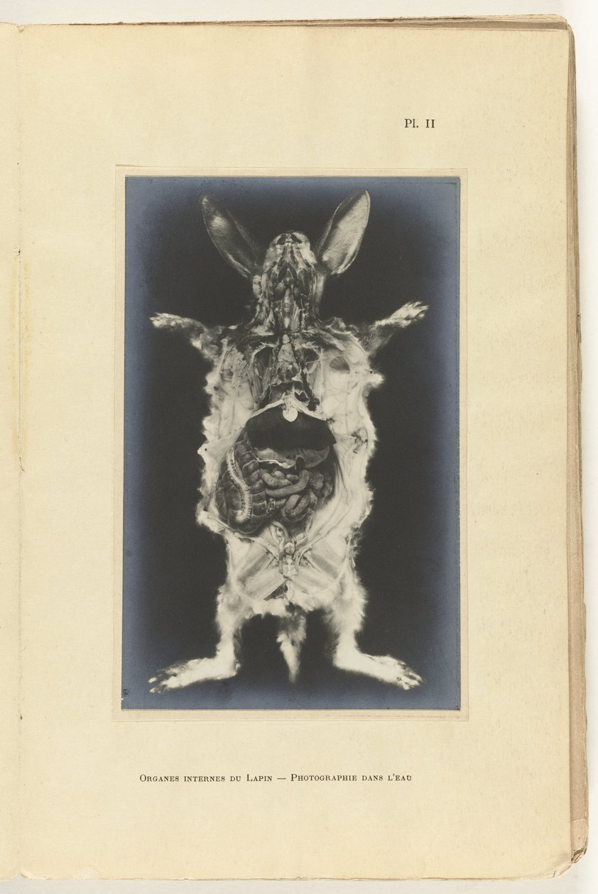 Opengesneden konijn met de organen zichtbaar Organes internes du lapin -Photographie dans l