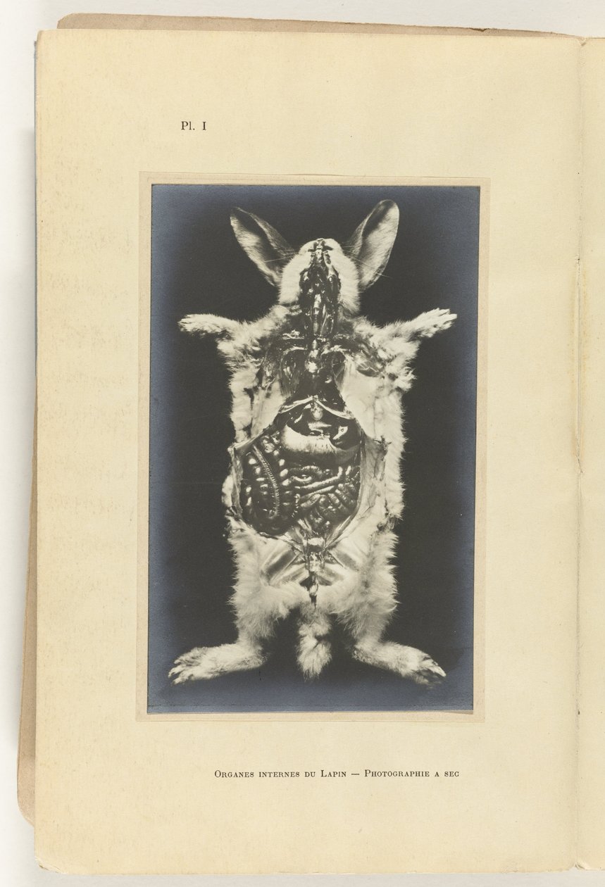 Kanin skåret opp med organene synlige Organes internes du lapin -Photography a sec av Adolphe Louis Donnadieu