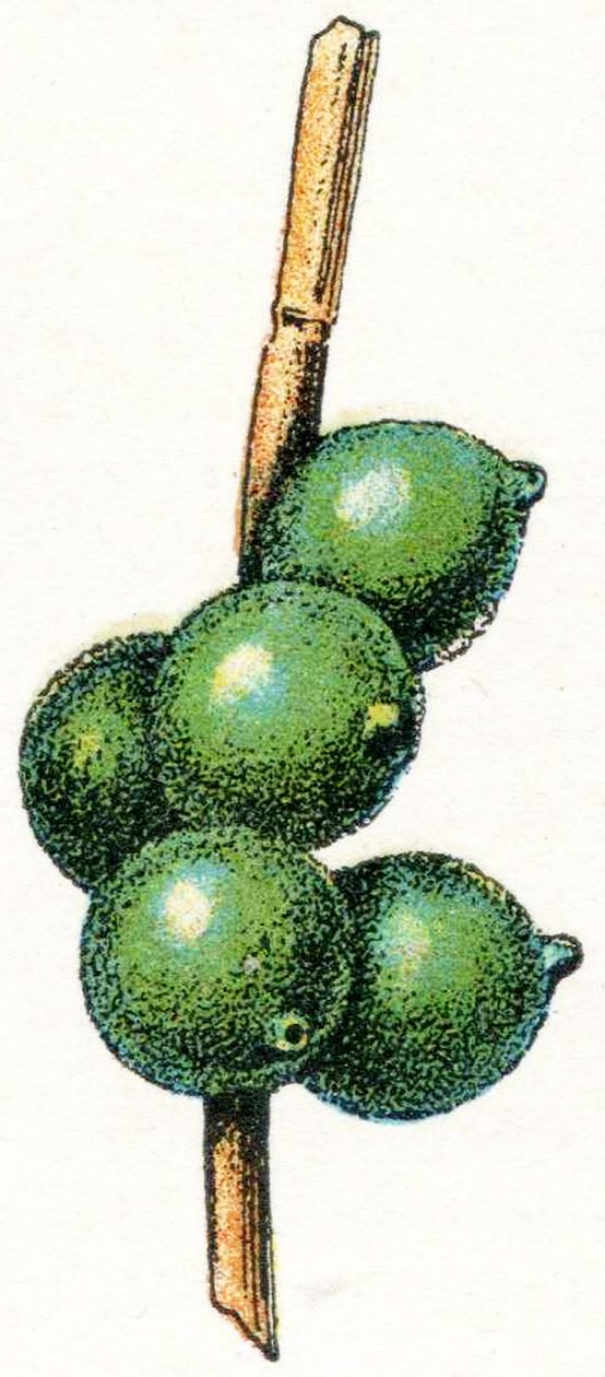 Blekksprutegg av Adolphe Philippe Millot