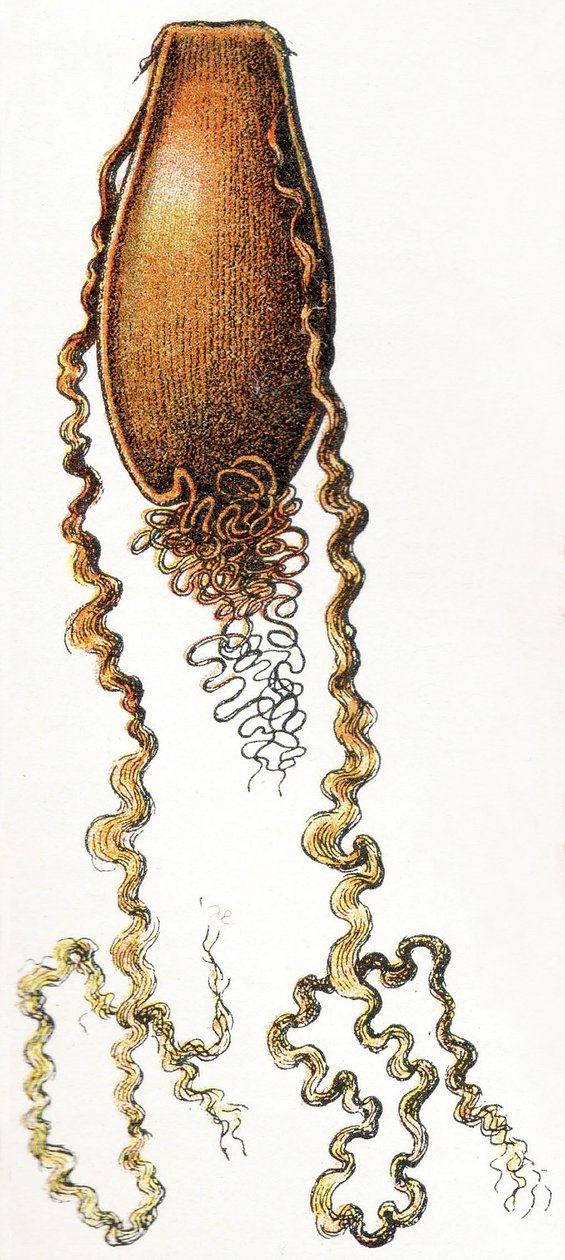 Eggkasse av katthai (Scyliorhinus), 1923 av Adolphe Philippe Millot