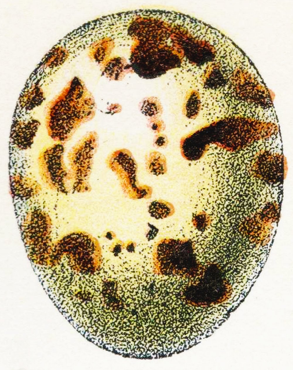 Egg av eurasisk spurvehauk, 1923 av Adolphe Philippe Millot