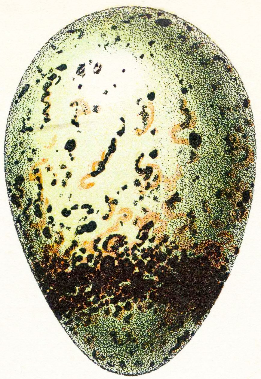 Lomvi-egg, 1923 av Adolphe Philippe Millot