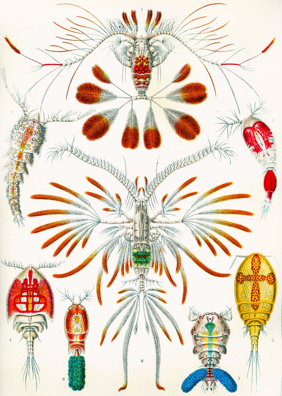Illustrasjon av Copepoder, ca. 1909 av Adolphe Philippe Millot