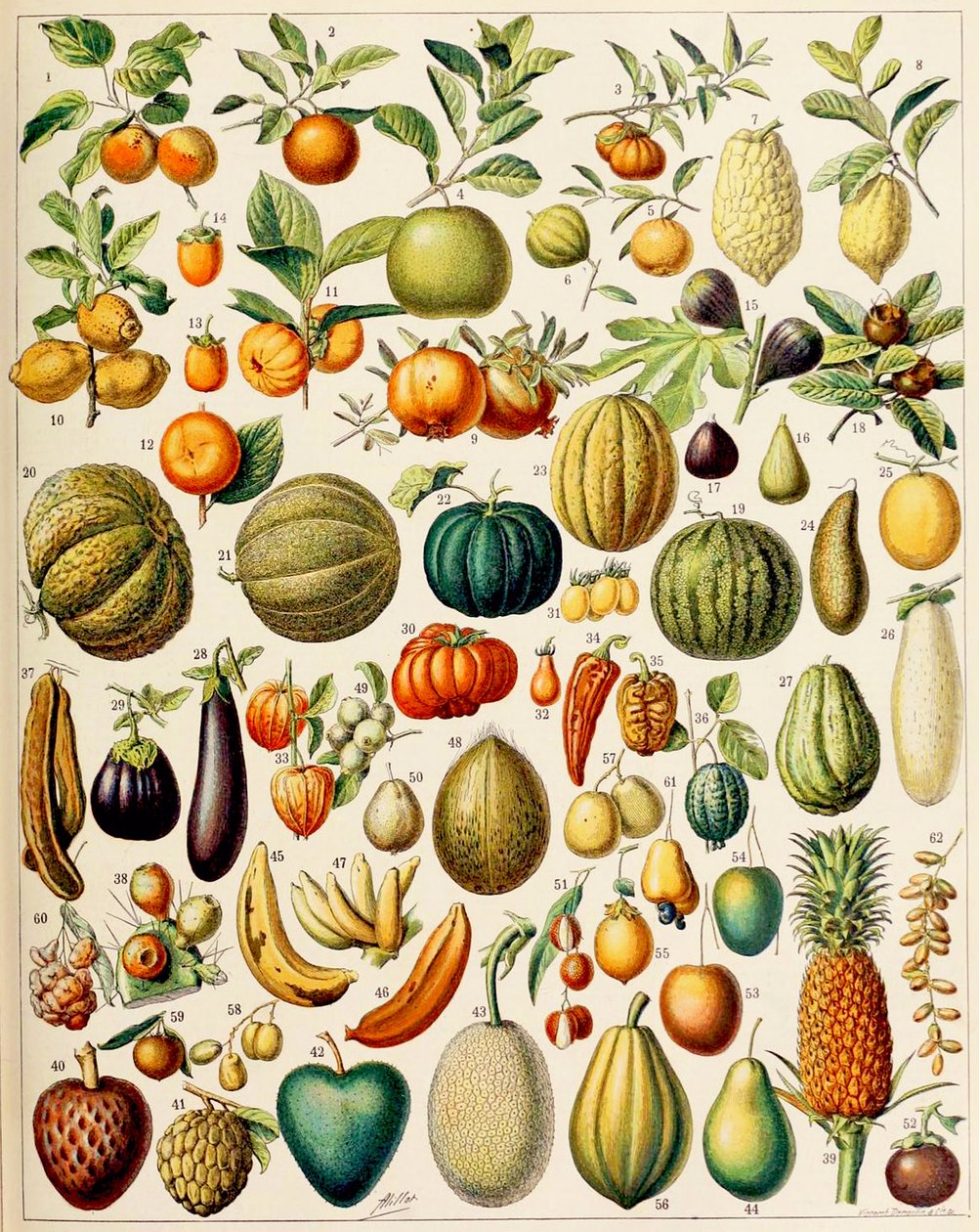 Illustrasjon av frukt ca.1923 av Adolphe Philippe Millot