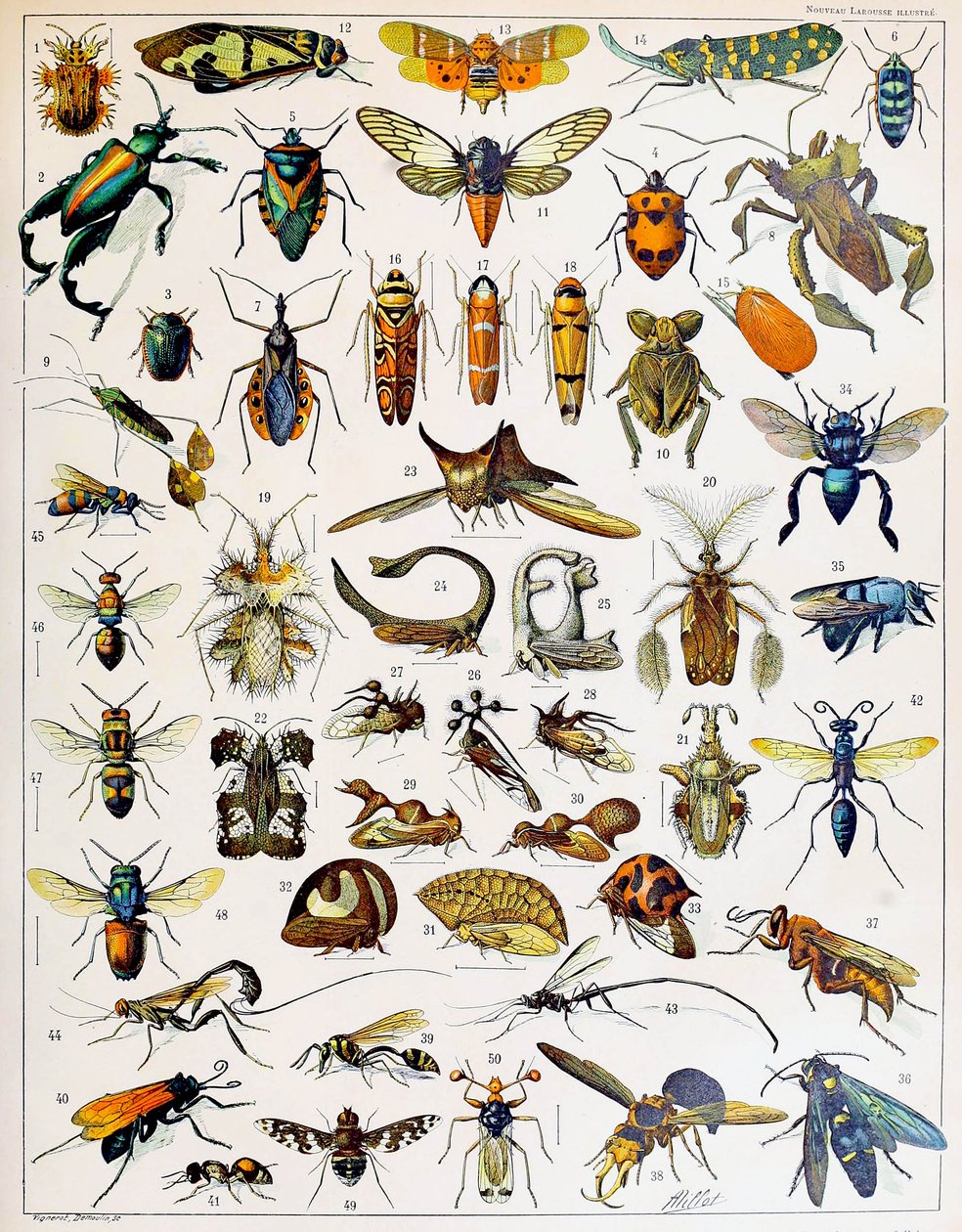 Illustrasjon av insekter ca. 1923 av Adolphe Philippe Millot