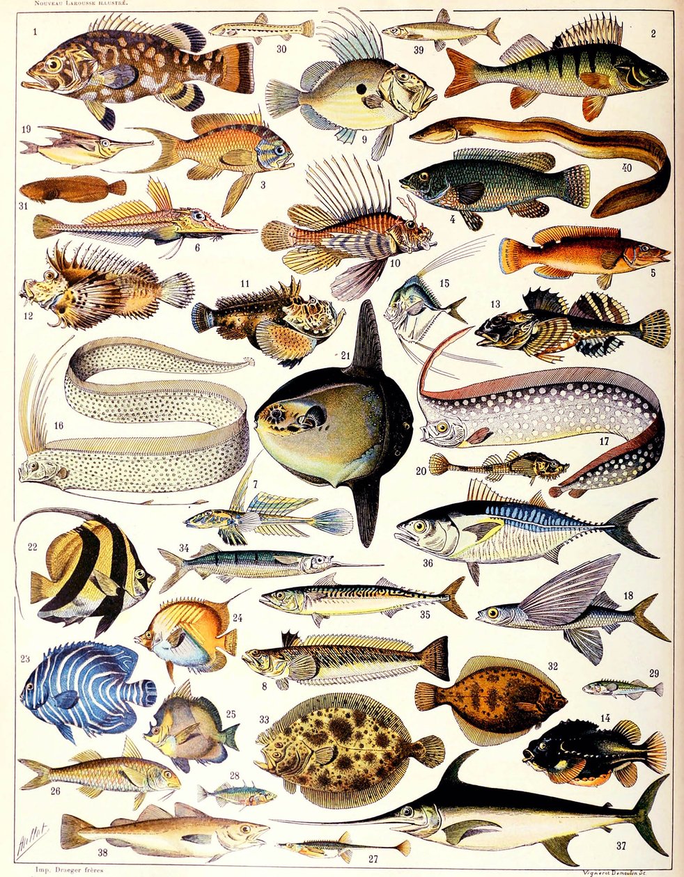 Illustrasjon av Marine Fish ca. 1923 av Adolphe Philippe Millot