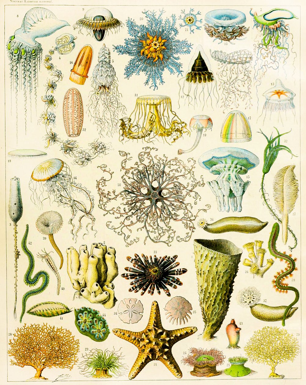 Illustrasjon av marine organismer ca. 1923 av Adolphe Philippe Millot
