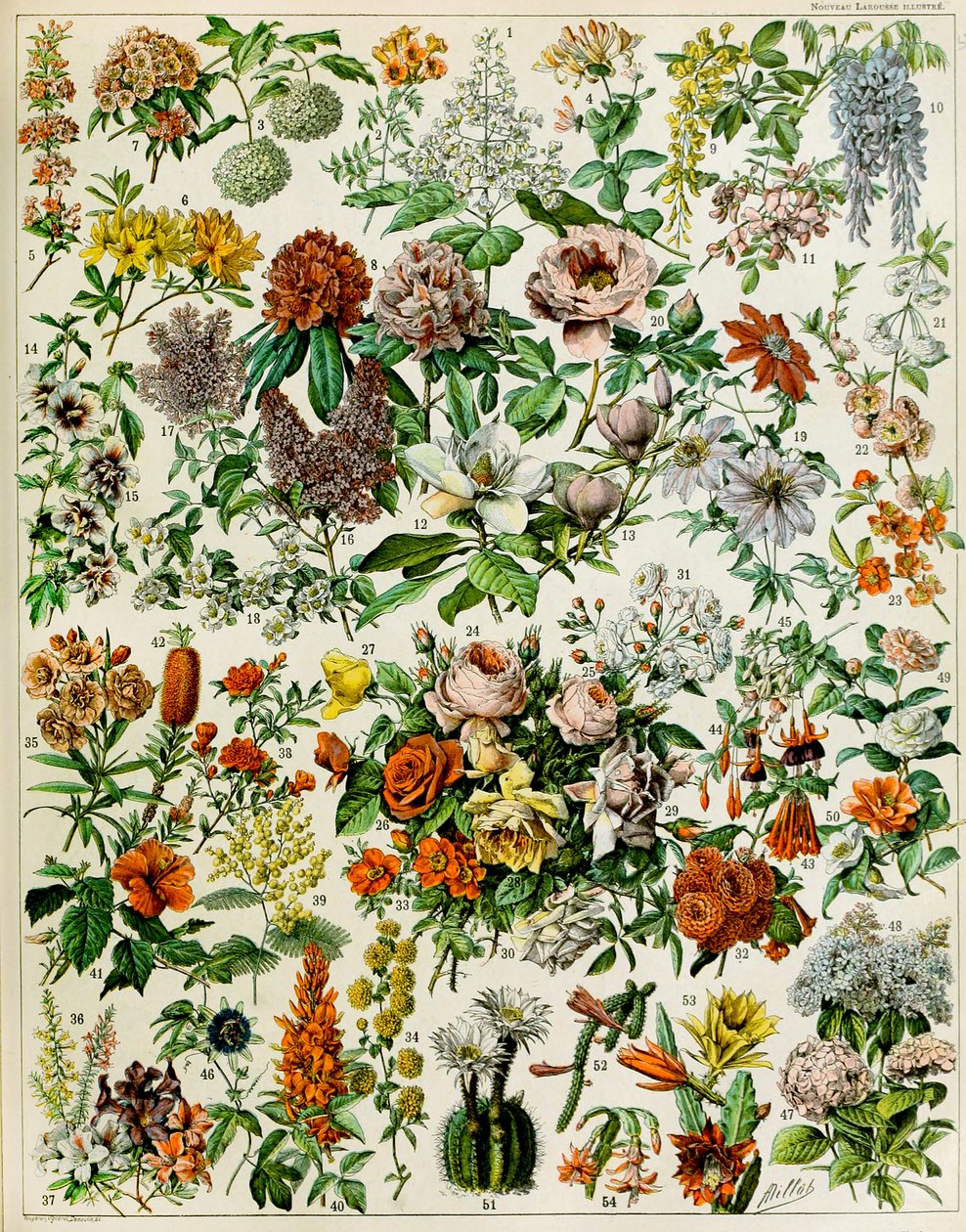 Illustrasjon av blomstrende planter ca. 1923 av Adolphe Philippe Millot