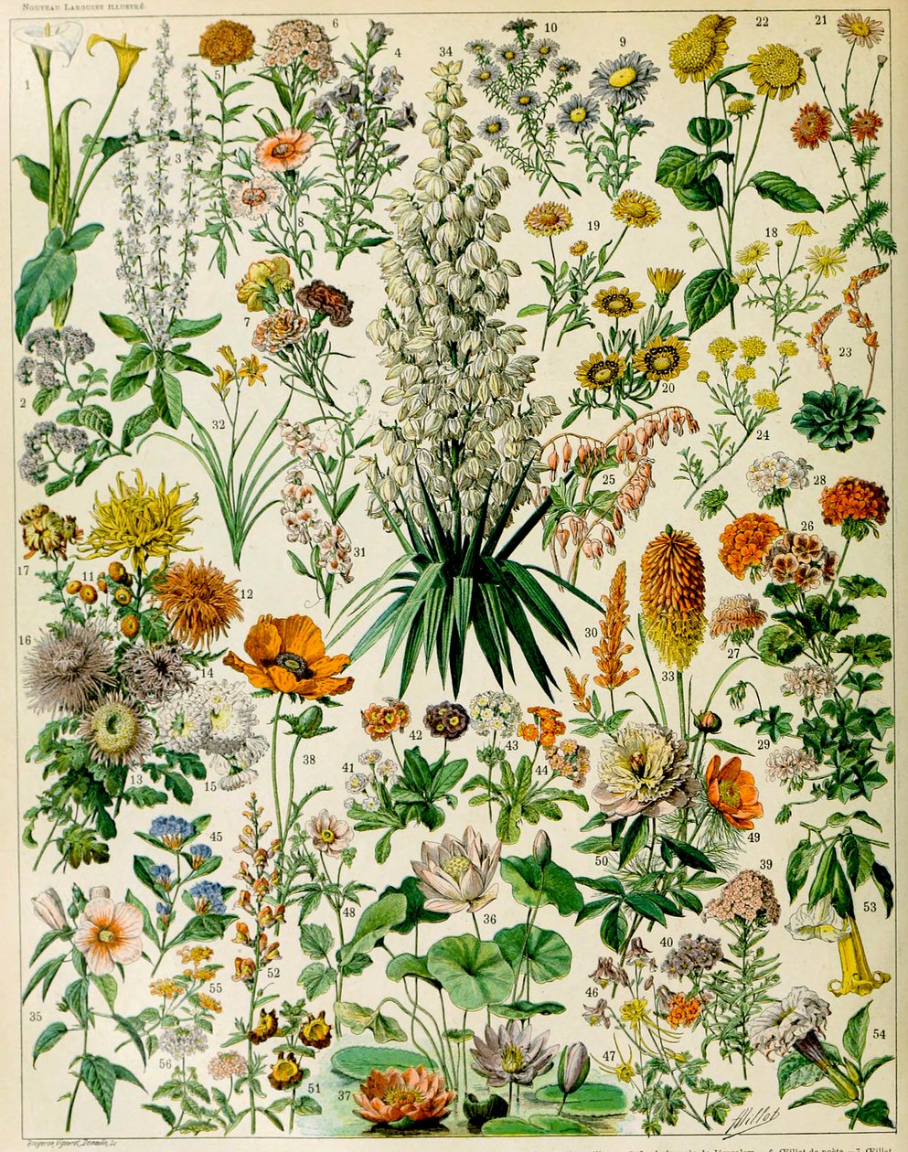 Illustrasjon av blomstrende planter ca. 1923 av Adolphe Philippe Millot