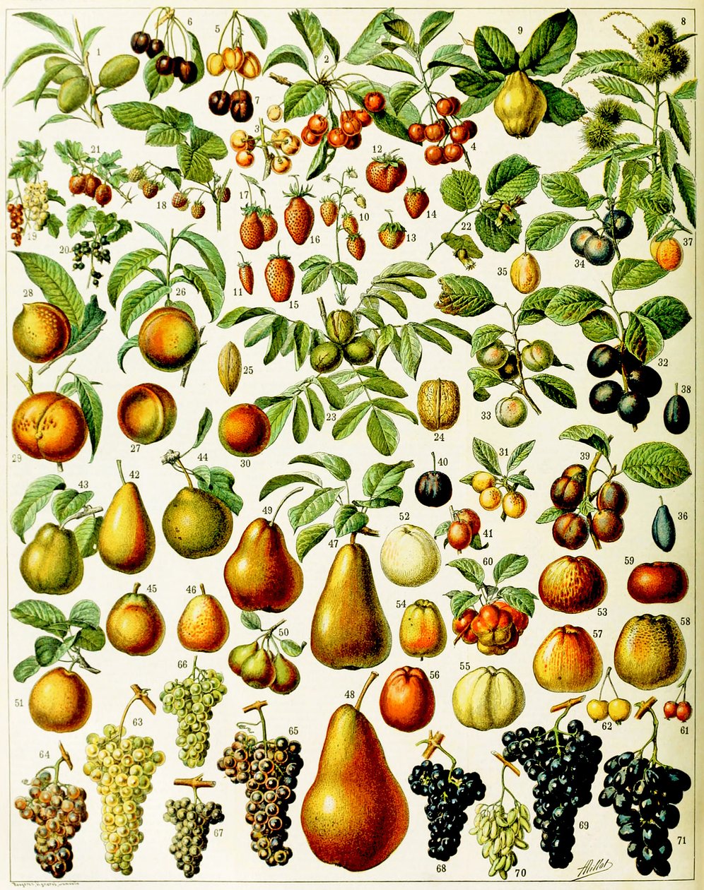 Illustrasjon av frukt ca. 1923 av Adolphe Philippe Millot