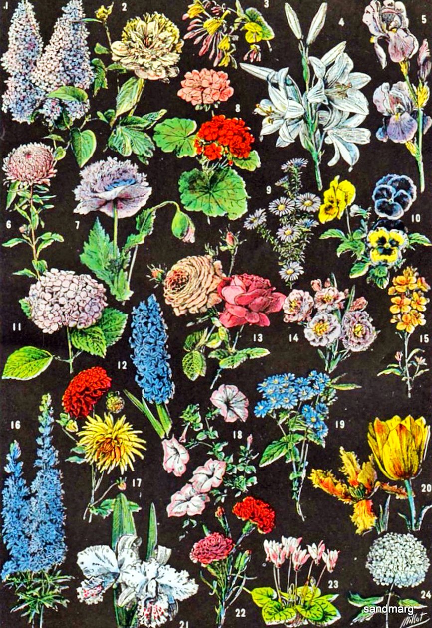 Illustrasjon av hageblomster ca. 1923 av Adolphe Philippe Millot
