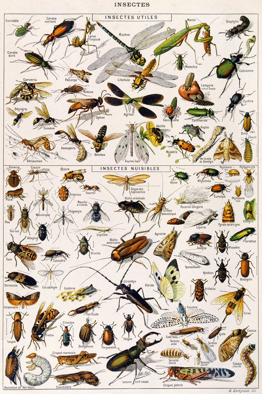 Illustrasjon av nyttige insekter og skadeinsekter ca. 1923 (litho) av Adolphe Philippe Millot