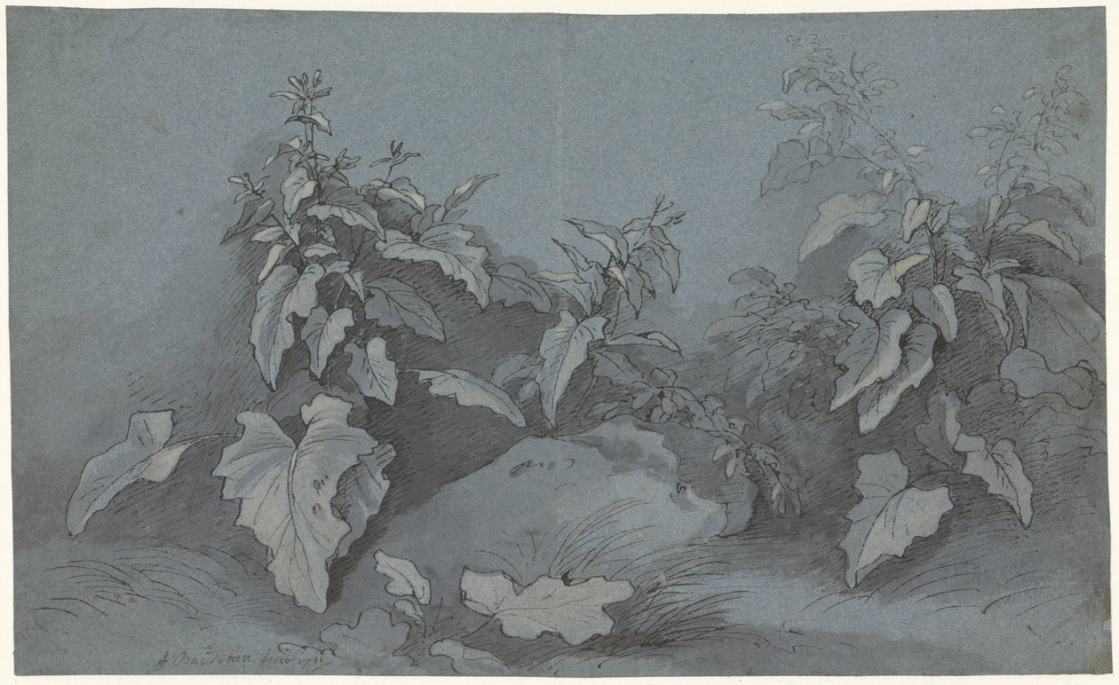 Plantestudie av Adriaan Boudewyns