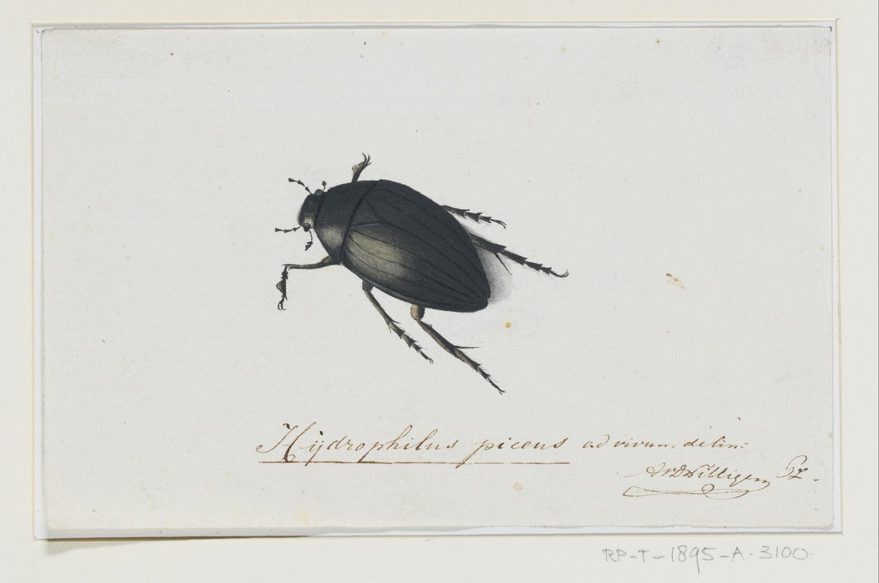Svart vannbille Hydrophilus picens (tittel på objekt) av Adriaan van der Willigen