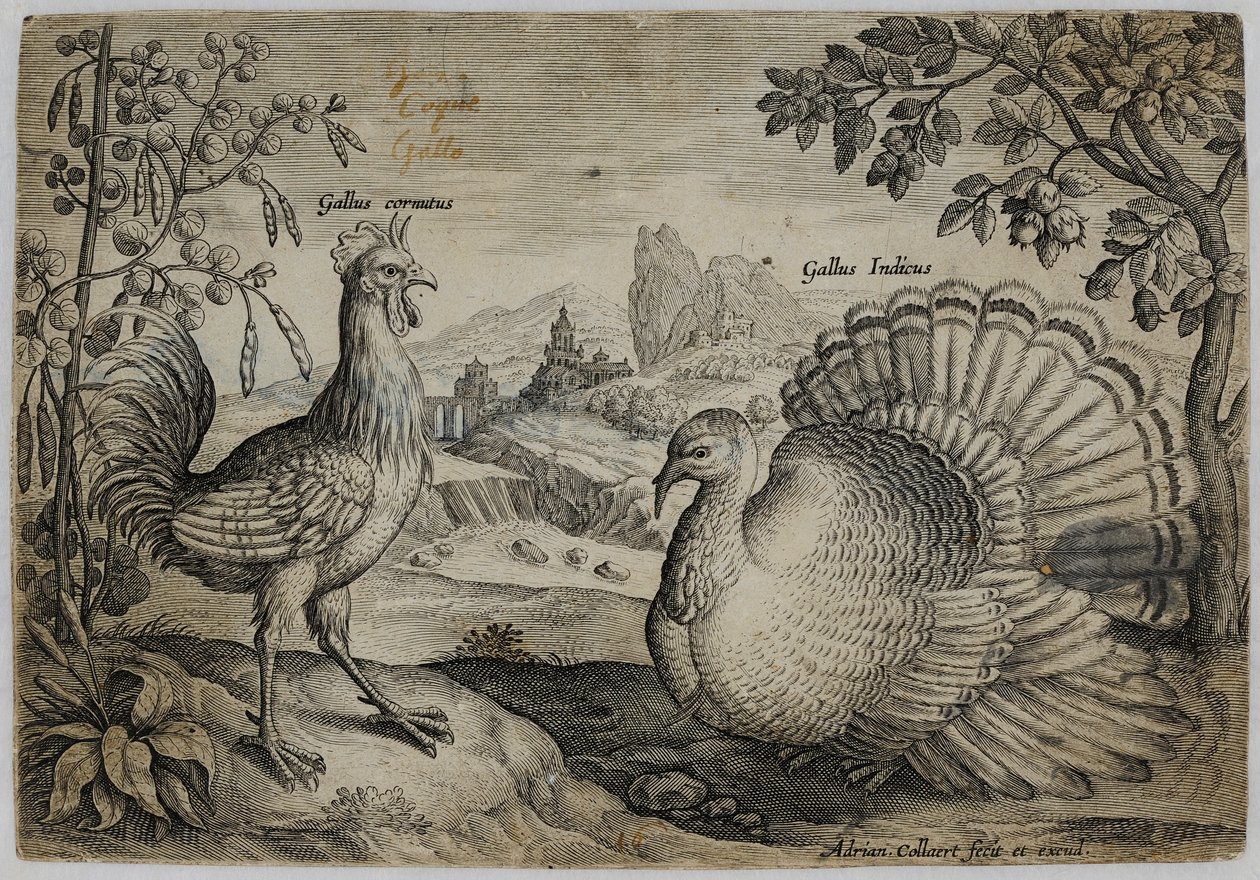Gammel mestergravering av Adriaen Collaert