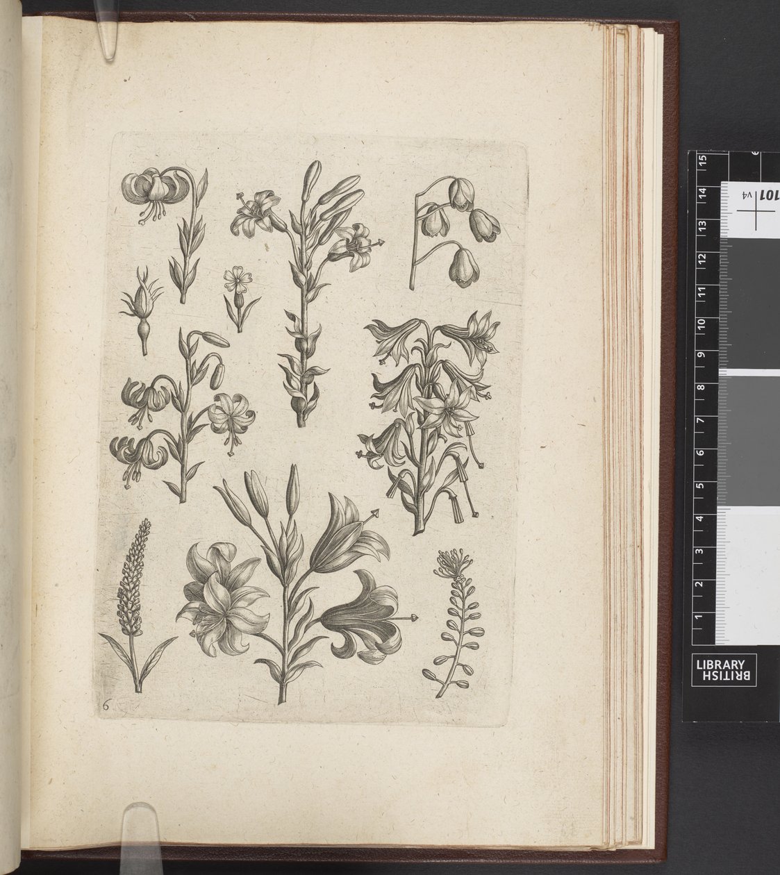 Illustrasjon av planter, 