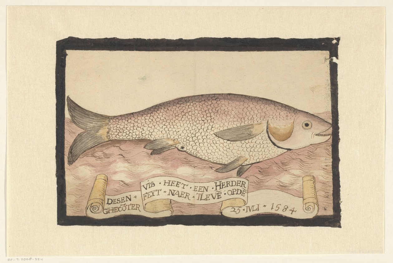 Flathead grå multe av Adriaen Coenen