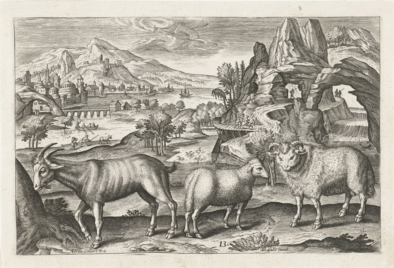 geit og sau Firebeinte dyr (serietittel) Animalivm Qvaddrvpedvm (serietittel) av Adriaen Collaert