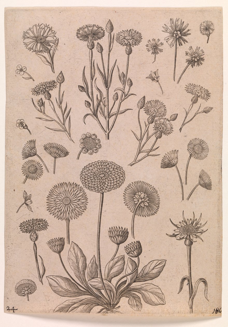 Kornblomster av Adriaen Collaert
