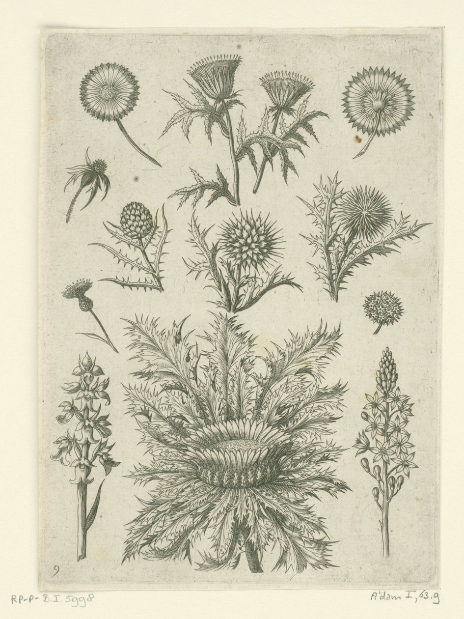 Fjernt på forskjellige måter Florilegium (serietittel) av Adriaen Collaert