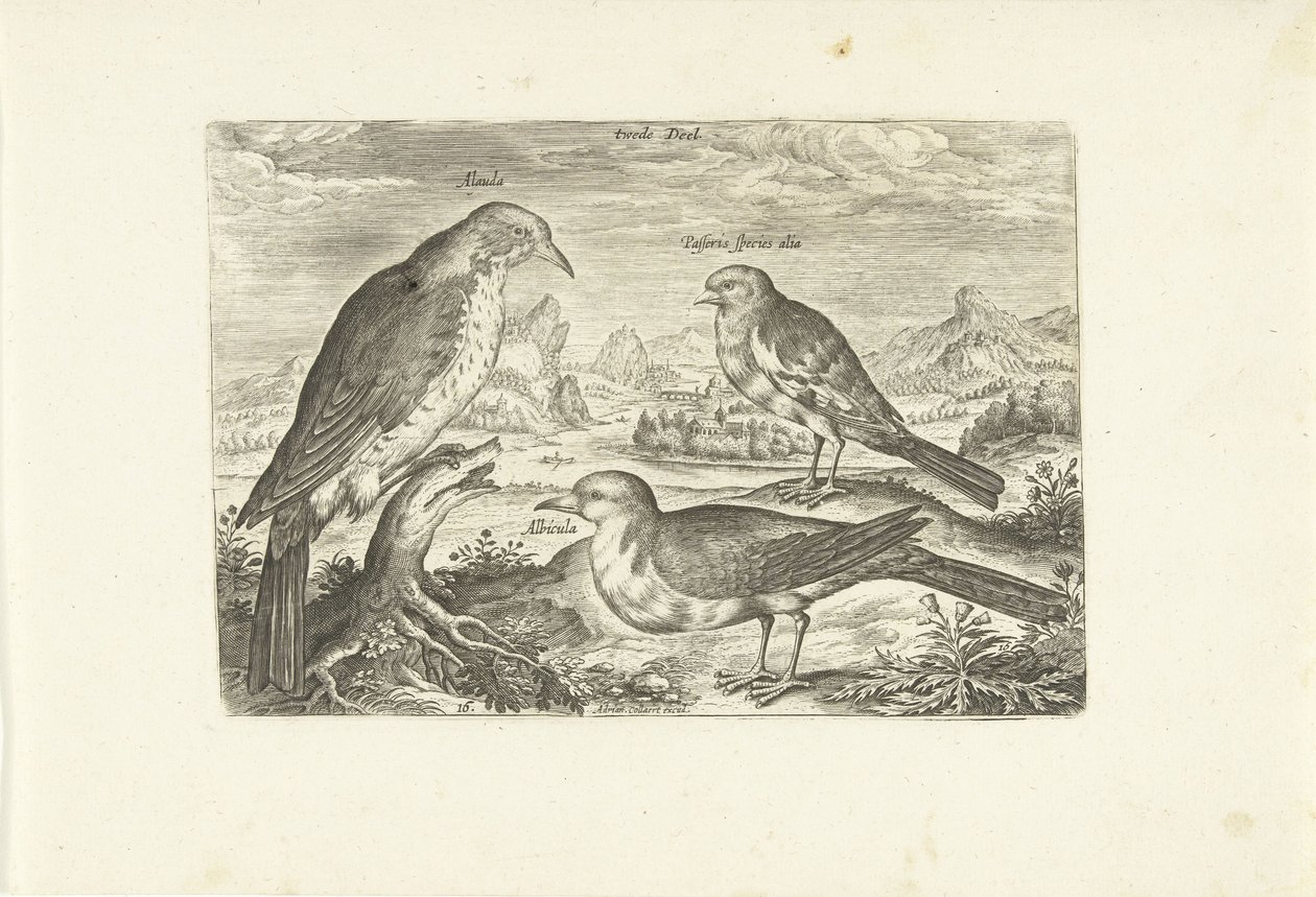 Tre fugler i et landskap Avium Vivae (serietittel) Fugler (serietittel) av Adriaen Collaert