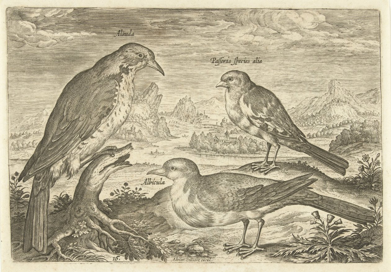 Tre fugler i et landskap Avium Vivae (serietittel) Fugler (serietittel) av Adriaen Collaert