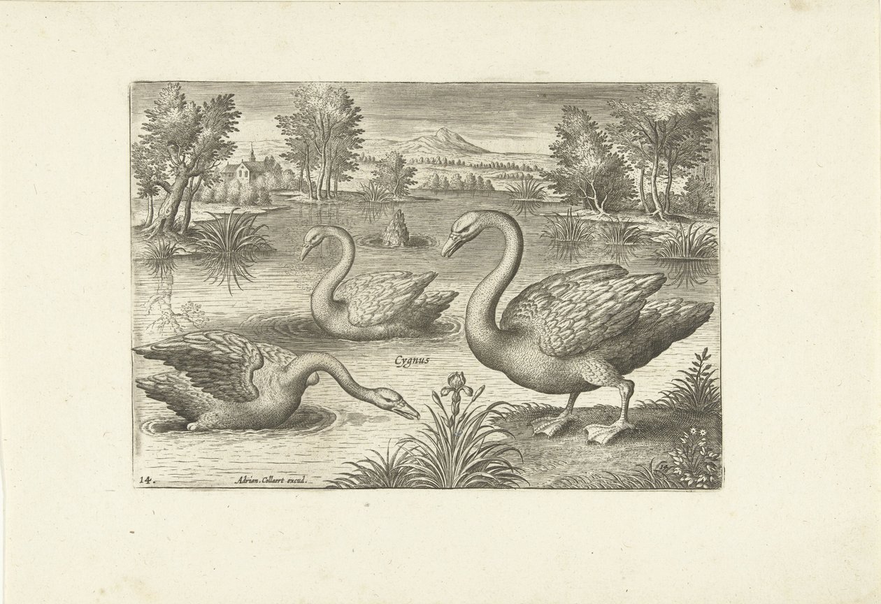 Tre svaner i en dam Fugler (serietittel) Avium vivae (serietittel) av Adriaen Collaert