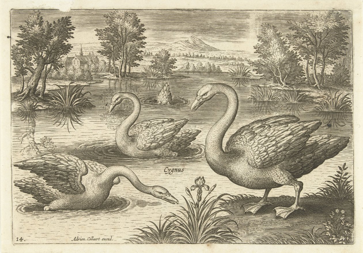 Tre svaner i en dam Fugler (serietittel) Avium vivae (serietittel) av Adriaen Collaert