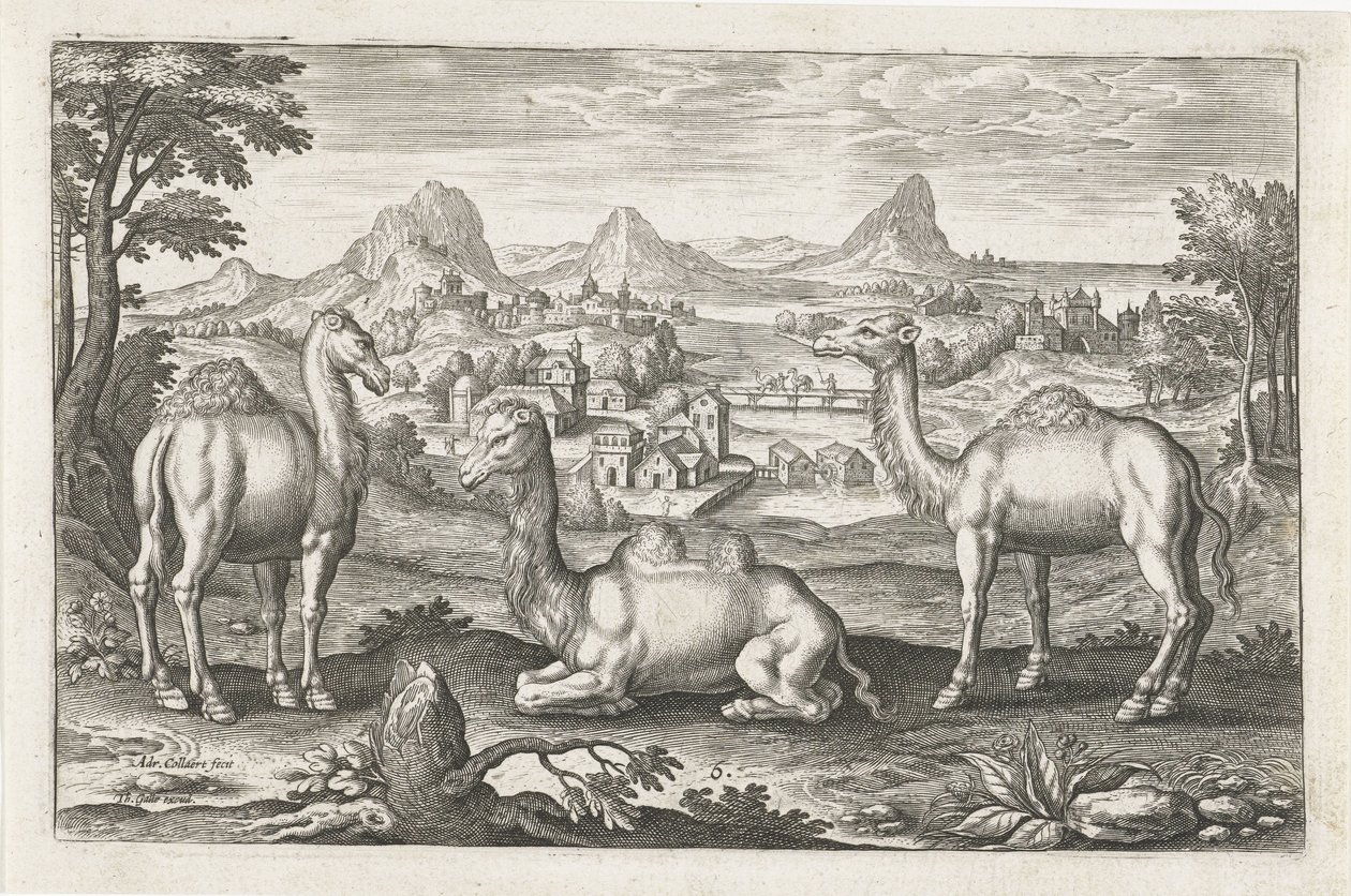 Dromedarer og en kamel Firebeinte dyr (serietittel) Animalivm Qvaddrvpedvm (serietittel) av Adriaen Collaert