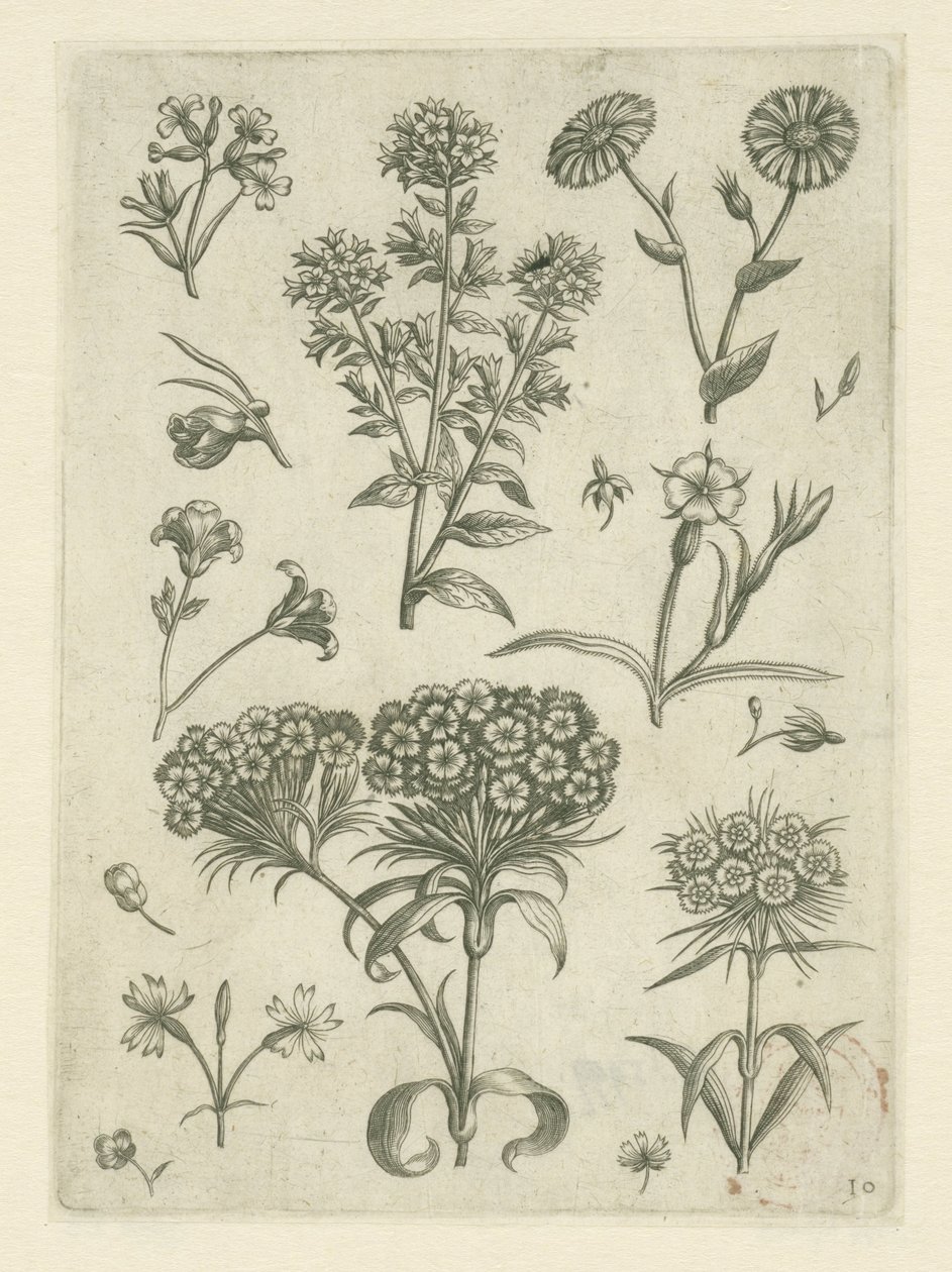 Søte William og andre blomster Florilegium (serietittel) av Adriaen Collaert