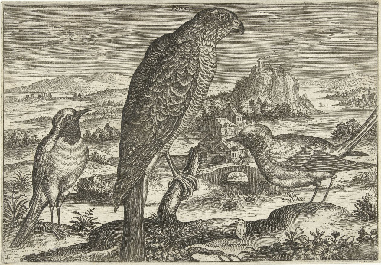 Noen fugler i et landskap Fugler (serietittel) Avivm vivae (serietittel) av Adriaen Collaert