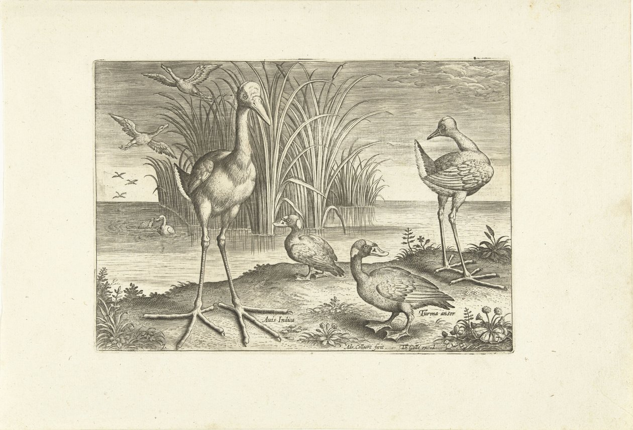 Noen vannfugler på en strand Fugler (serietittel) Avivm vivae (serietittel) av Adriaen Collaert