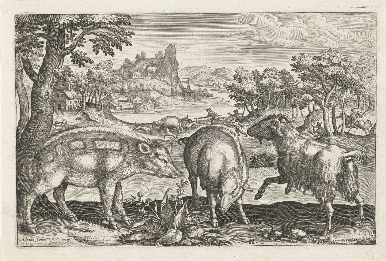 Geit og villsvin Firebeinte dyr (serietittel) Animalivm Qvaddrvpedvm (serietittel) av Adriaen Collaert