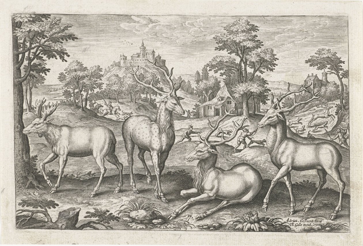 hjort Firebeinte dyr (serietittel) Animalivm Qvaddrvpedvm (serietittel) av Adriaen Collaert