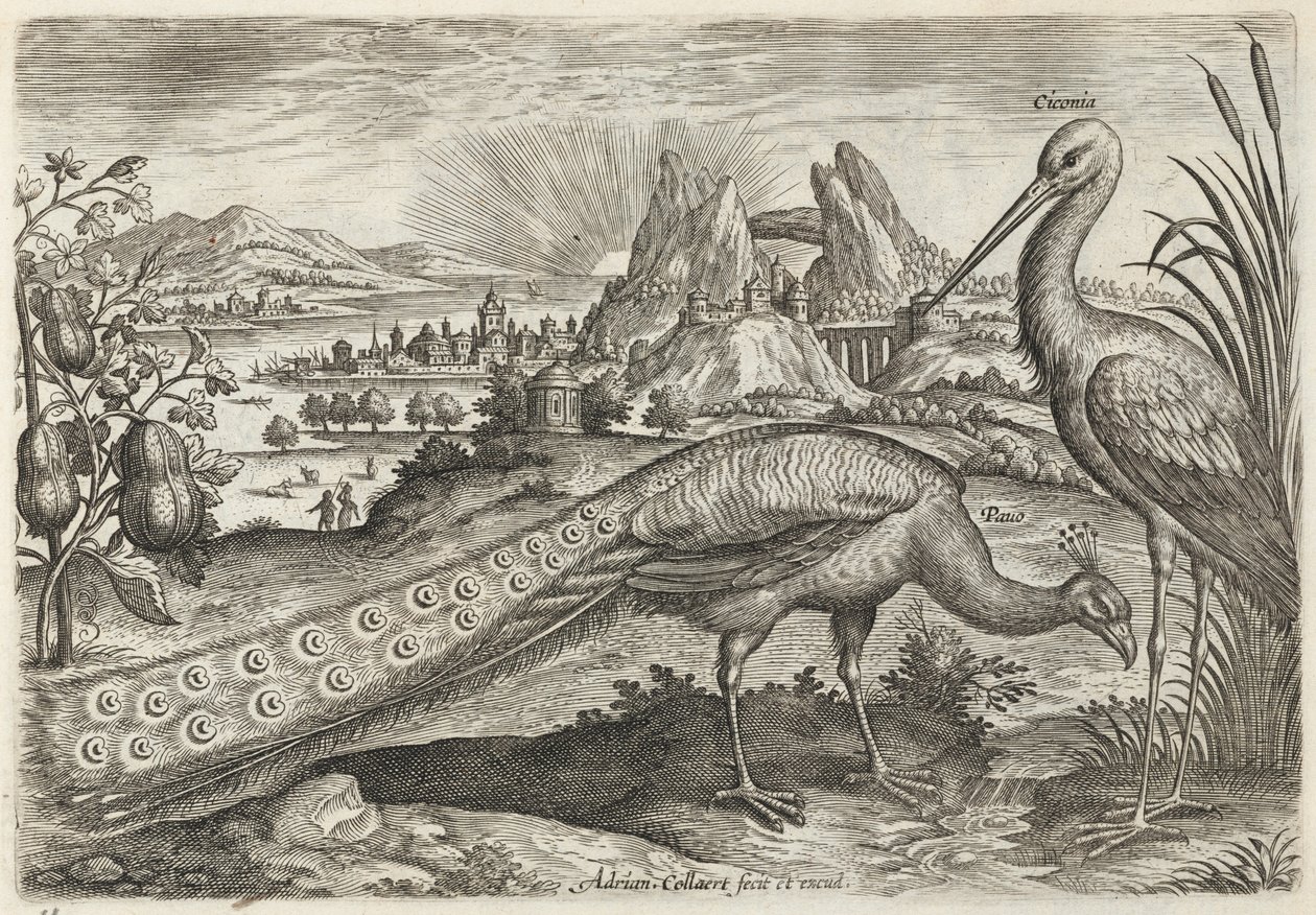 Påfugl og stork av Adriaen Collaert