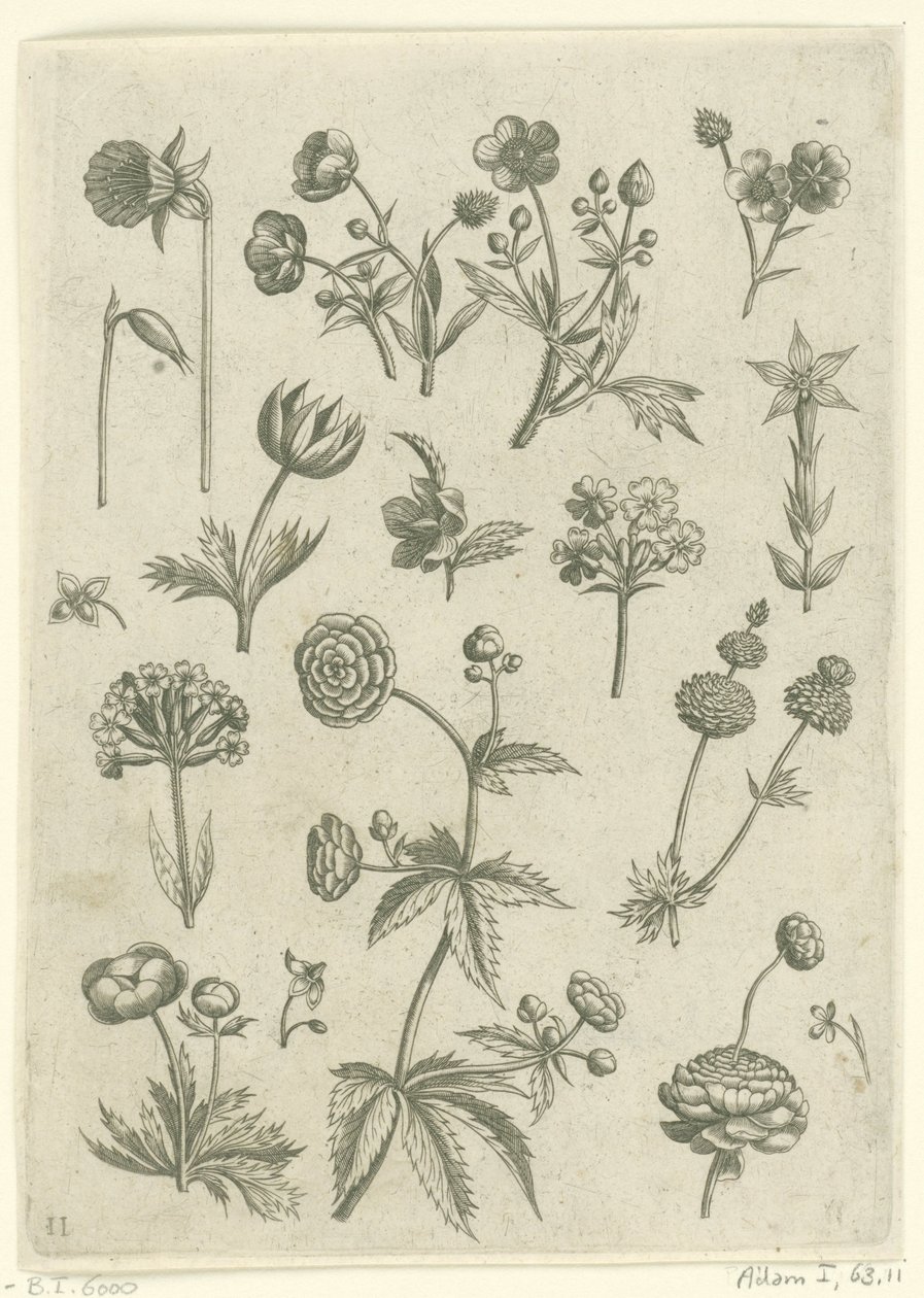 Ranonkels, primula en boterbloemen Florilegium (serietittel) av Adriaen Collaert