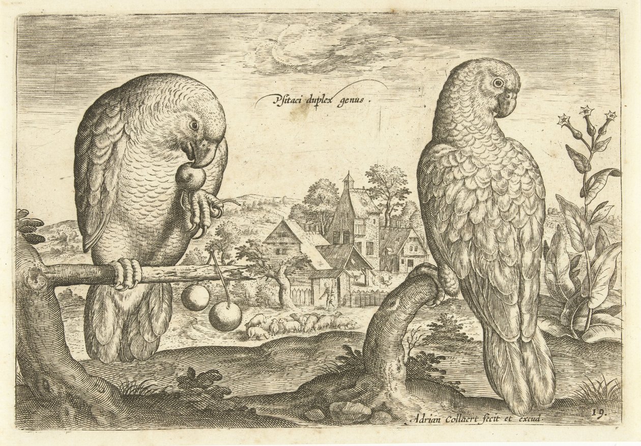 To papegøyer i et landskap Avium Vivae (serietittel) Fugler (serietittel) av Adriaen Collaert