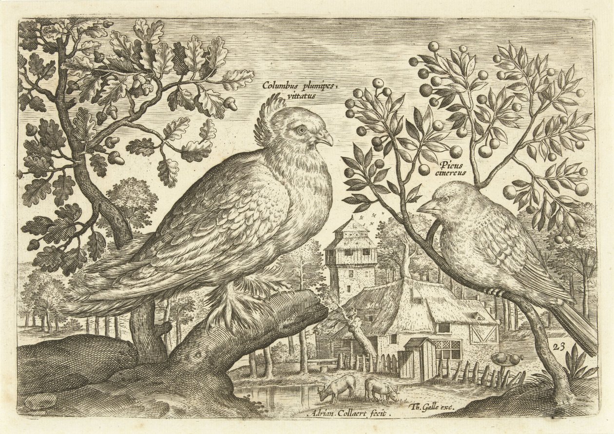 To fugler i et landskap Avium Vivae (serietittel) Fugler (serietittel) av Adriaen Collaert