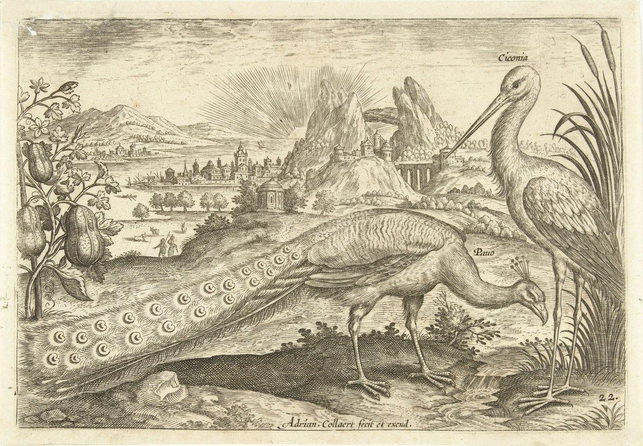To fugler i et landskap Avium Vivae (serietittel) Fugler (serietittel) av Adriaen Collaert