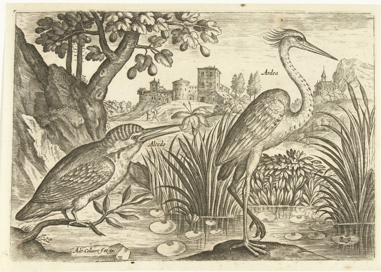 To fugler i et landskap Fugler (serietittel) Avium Vivae (serietittel) av Adriaen Collaert