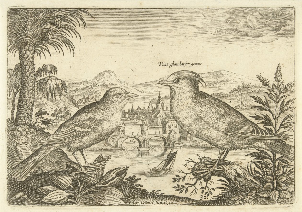 To fugler i et landskap Fugler (serietittel) Avium Vivae (serietittel) av Adriaen Collaert
