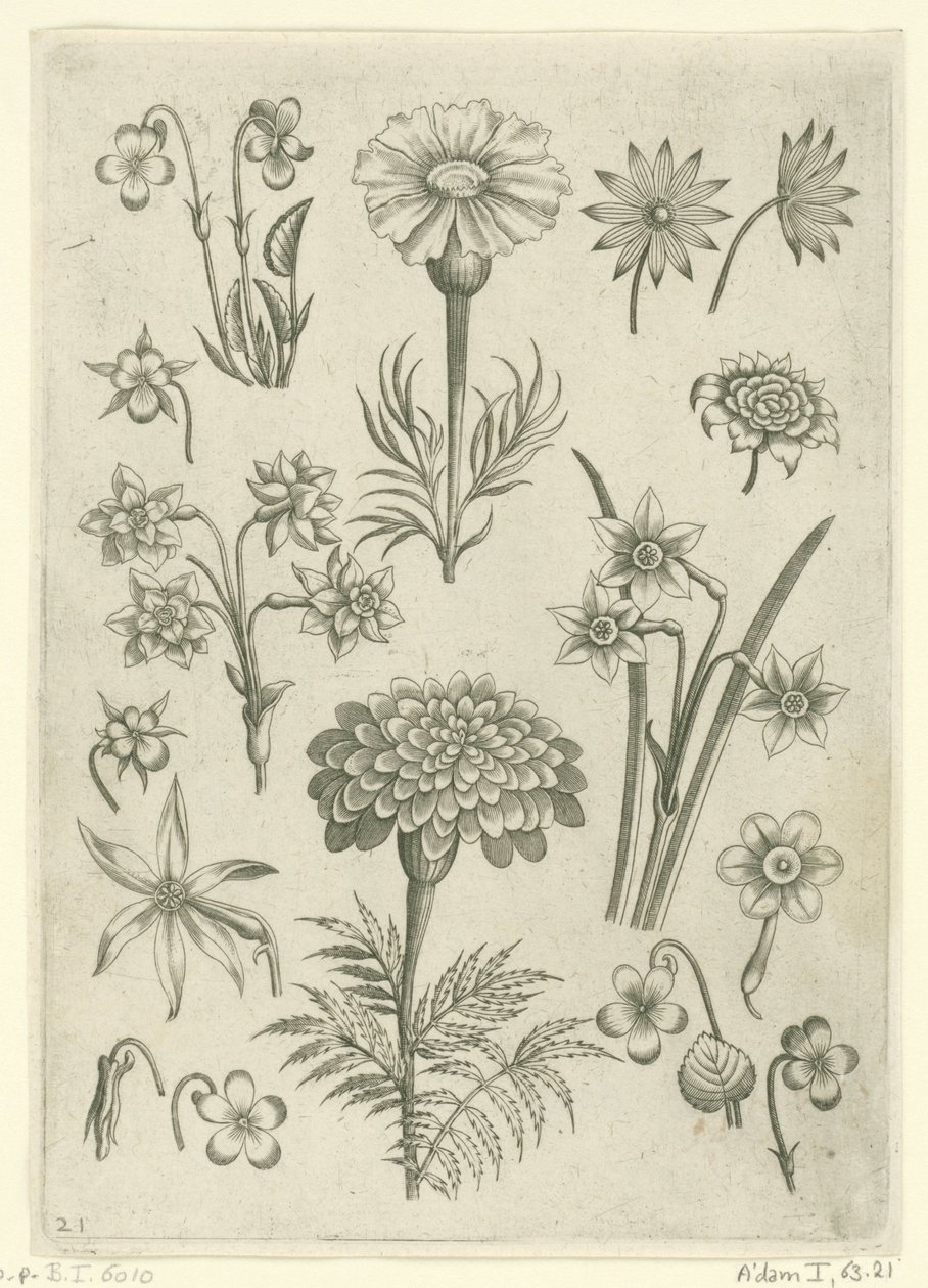 Ulike blomster, fioler og påskeliljer Florilegium (serietittel) av Adriaen Collaert