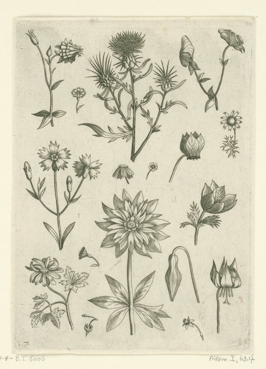 Verschillende bloemen, waaronder akelei en cyclaam Florilegium (series title)   1361614   no       norwegian Successfully Translated  Original: Maskerade van de Leidse studenten, 1870 (plaat 16) Gecostumeerde optogt gehouden door de leden van het Leidsche  av Adriaen Collaert
