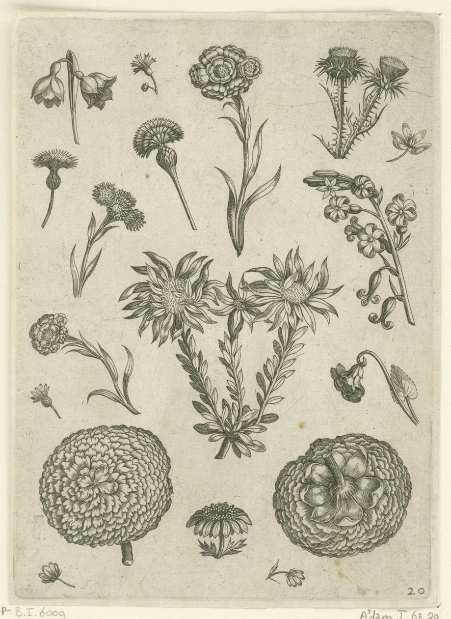 Ulike blomster, inkludert krysantemum og tistel Florilegium (serietittel) av Adriaen Collaert
