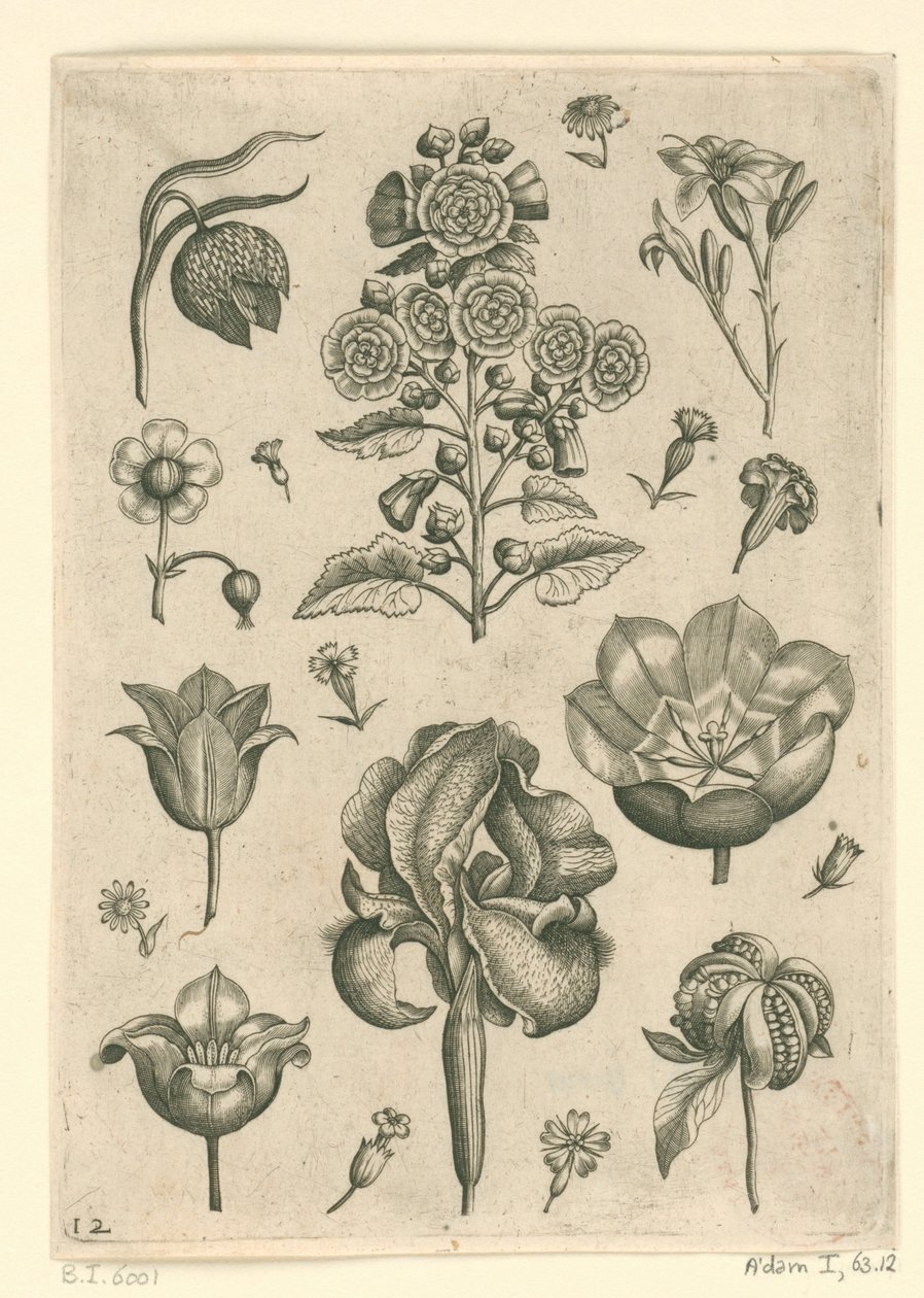 Ulike blomster inkludert iris og fiolett Florilegium (serietittel) av Adriaen Collaert