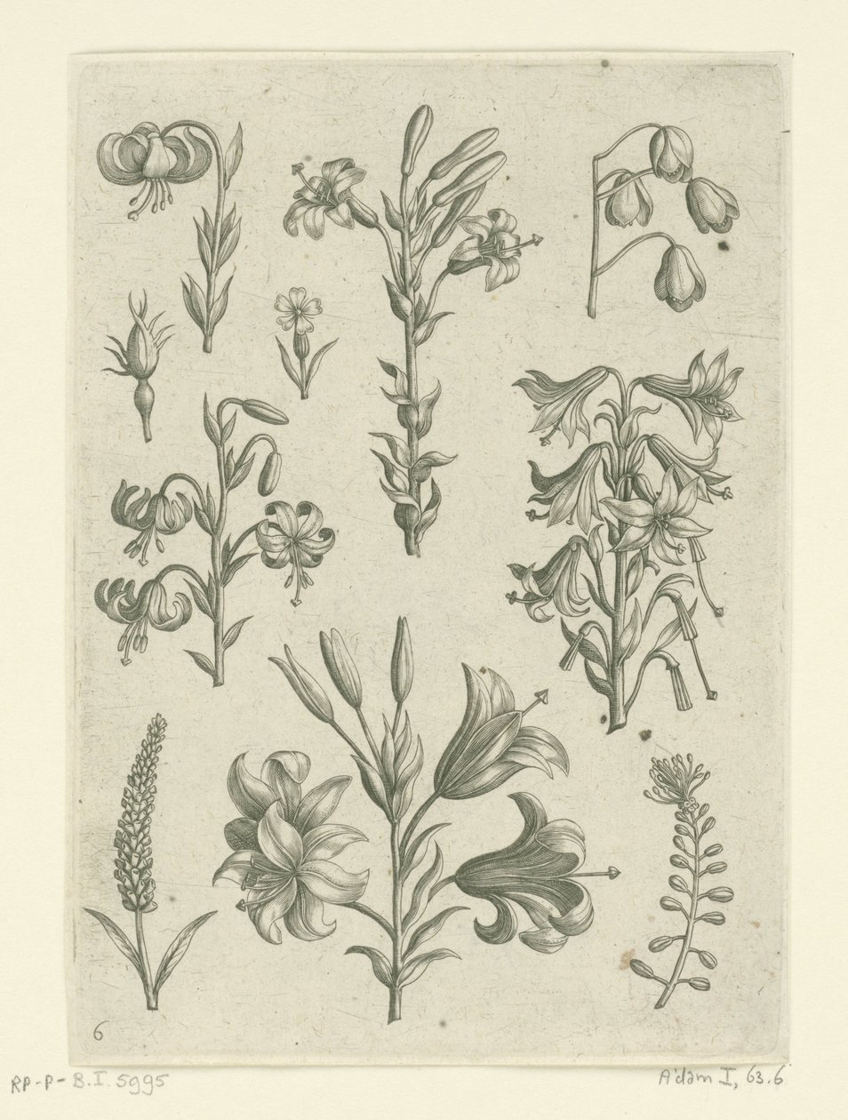 Fire store liljer og noen mindre blomster Florilegium (serietittel) av Adriaen Collaert