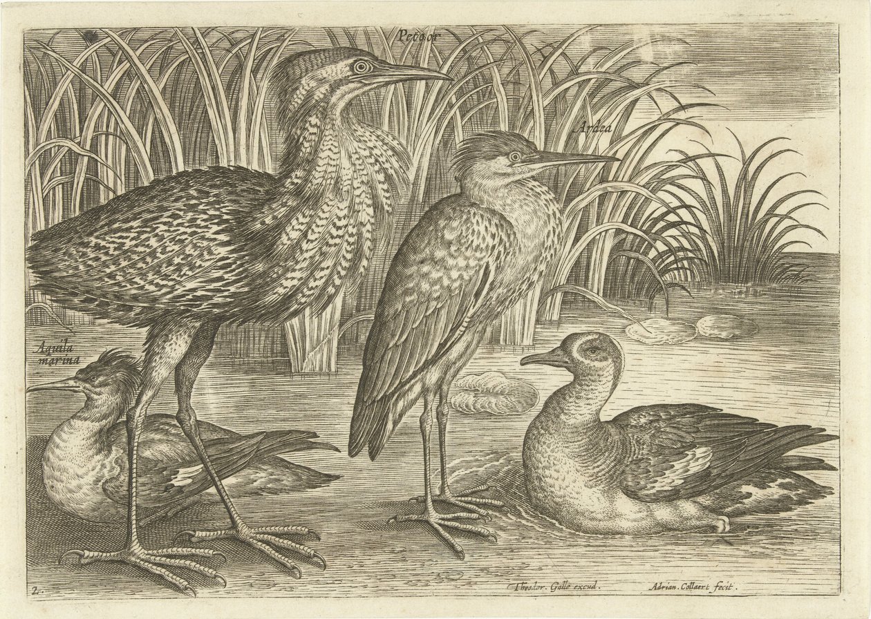 Fire vadefugler langs en elvebredd Fugler (serietittel) Avivm vivae (serietittel) av Adriaen Collaert